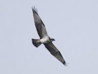 Fischadler (Pandion haliaetus) 51